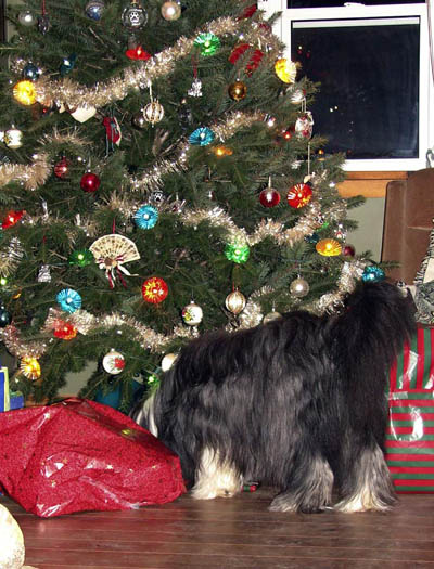 Kyla checking under the Christmas tree for her presents